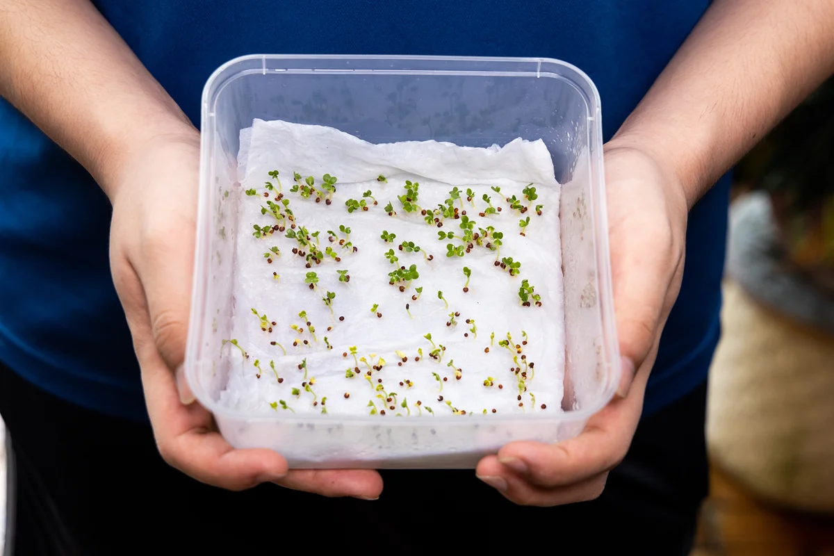 Person showing germinated seeds in moist water soaked kitchen towel within box