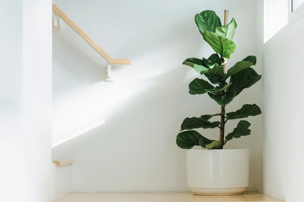 Ficus lyrata, plant in circle white pot and place at the Corner of stair