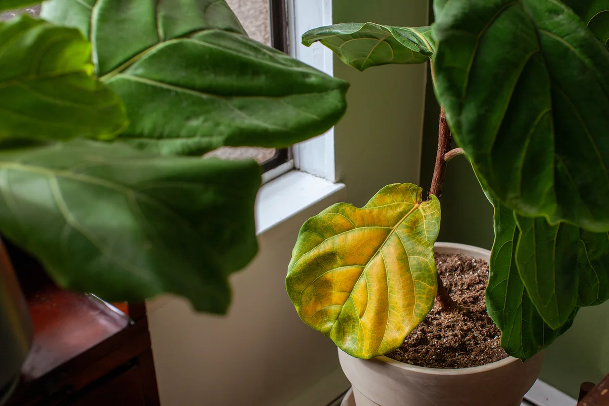 fiddle leaf fig houseplant sits in a pot by a window, has a large yellowing leaf