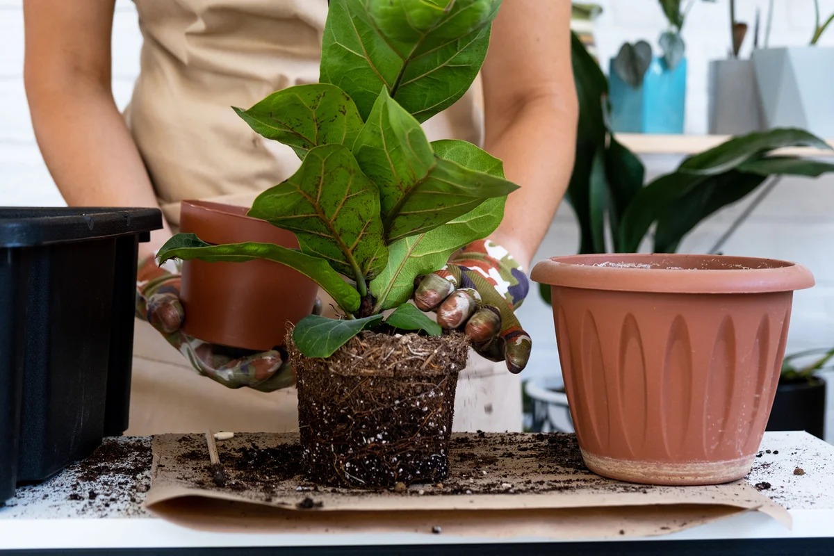 Transplanting a home plant Ficus lyrata into a new pot