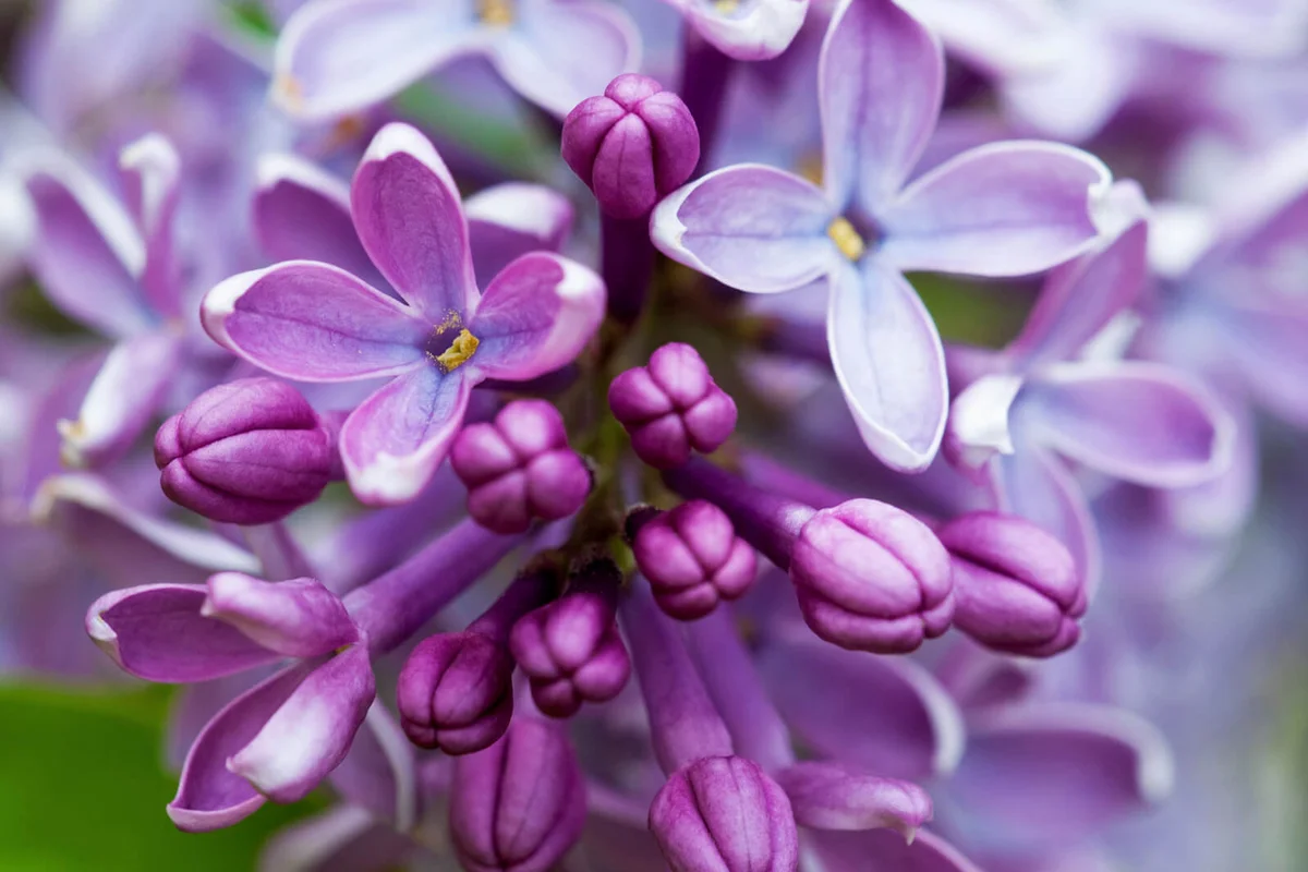 Closeup of common Lilac (Syringa vulgaris)