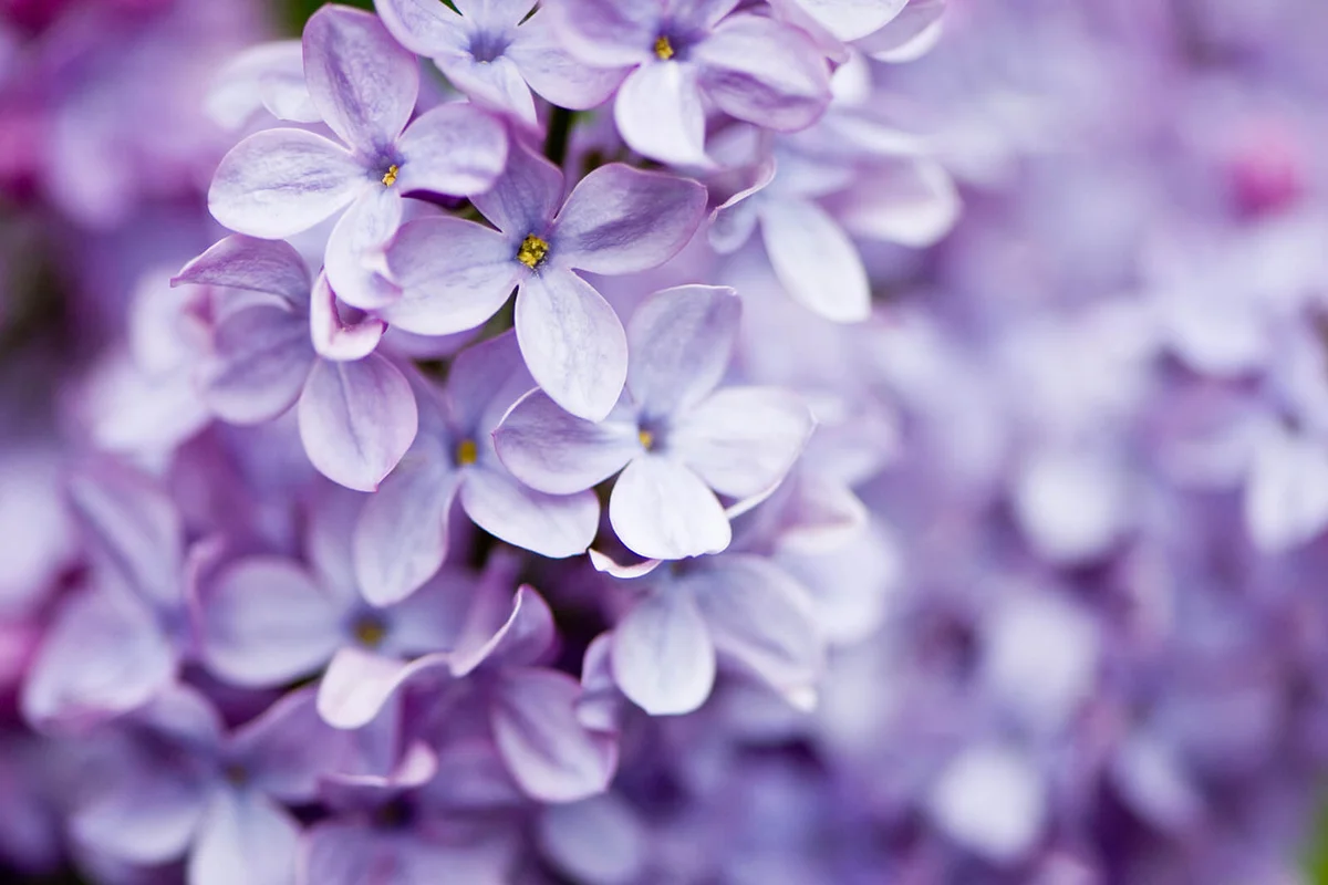 A cluster of lilac flowers