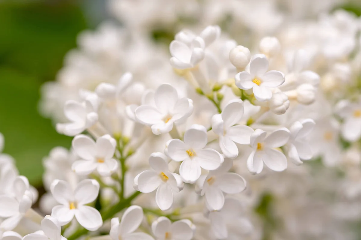 White Lilac Flowers