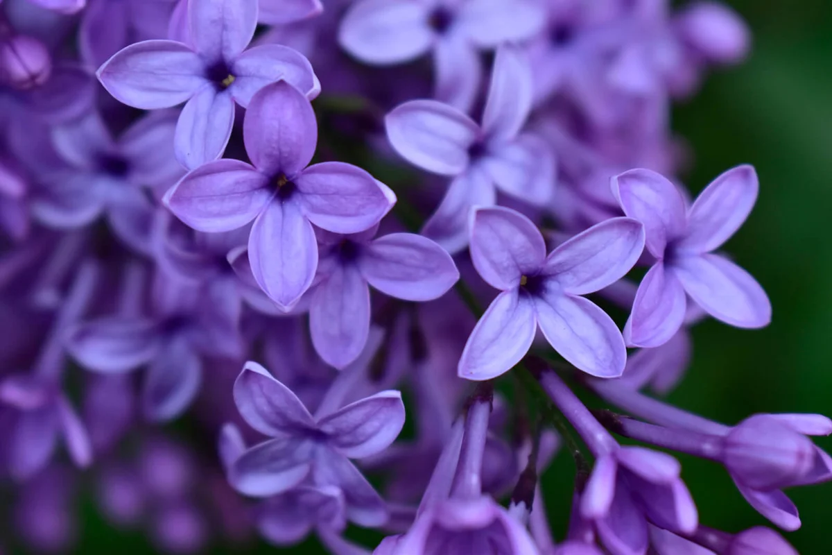 purple flowering plants