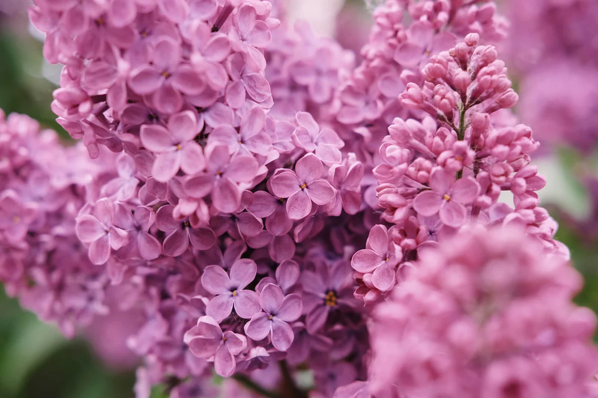 Spring collection of holiday cards with pink, lilac early flowers