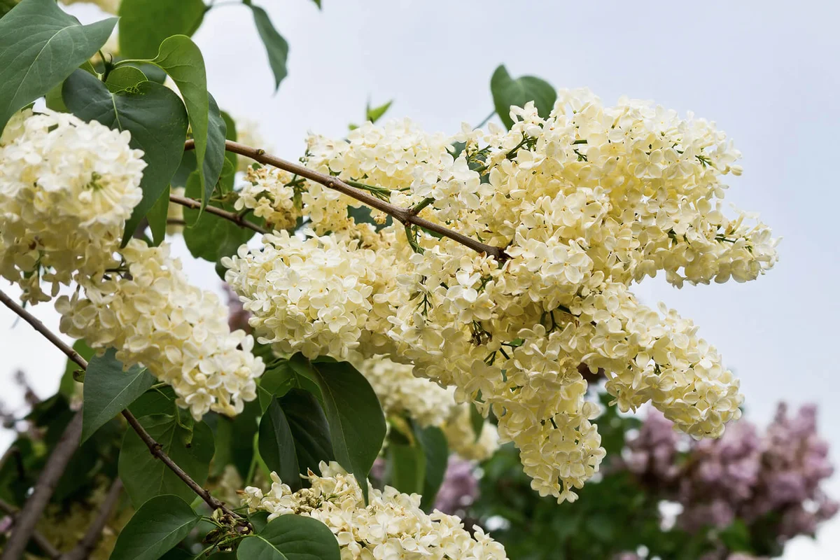 Yellow blooming lilacs
