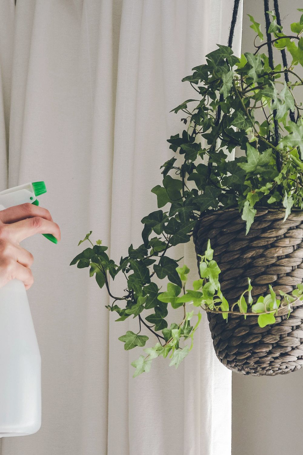 12 Best Hanging Indoor Plants to Beautify Your Home