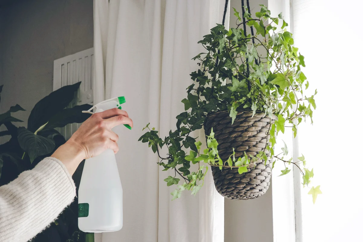 Best Hanging Indoor Houseplants for Your Space