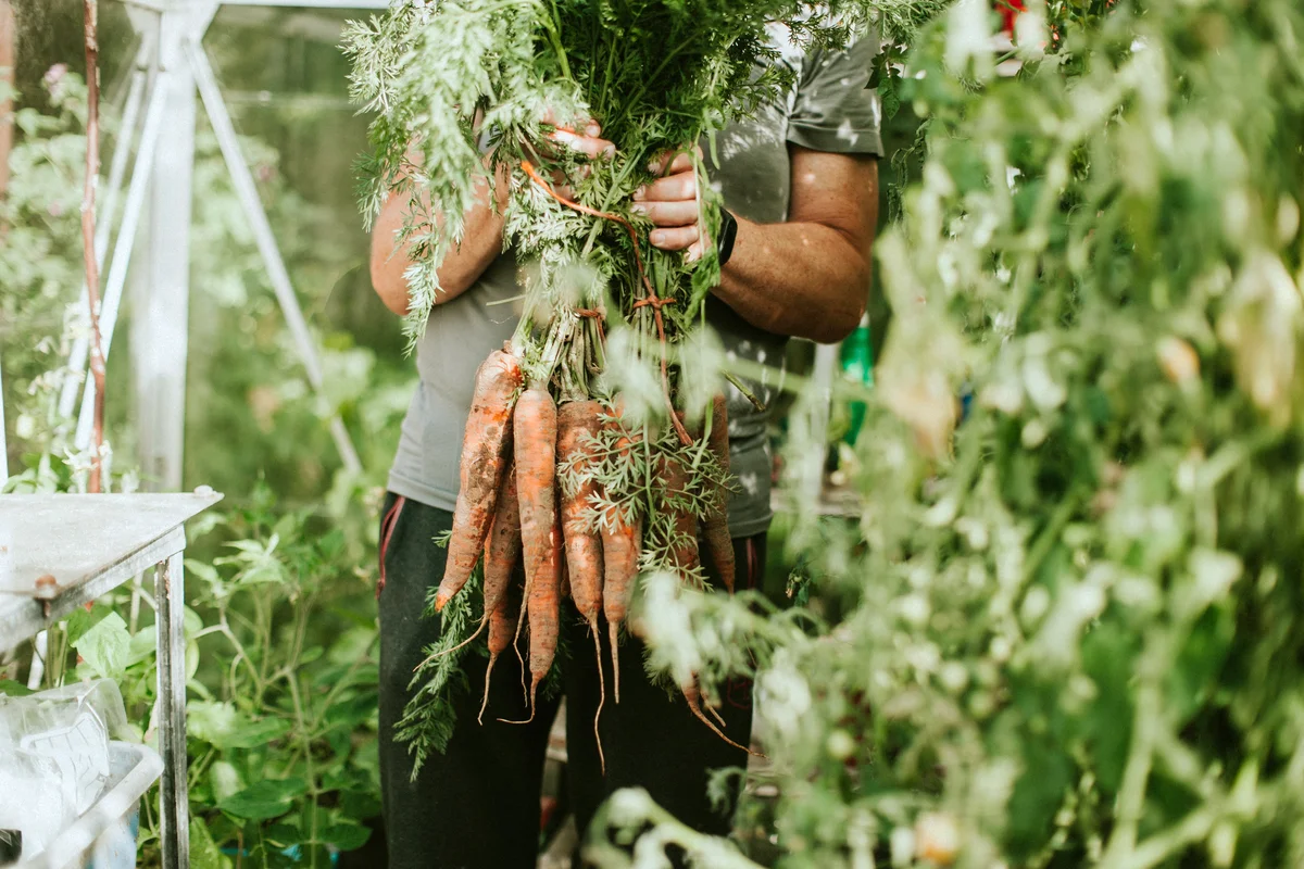 Man holding a bunch of freshly picked, dirty carrots, in a greenhouse