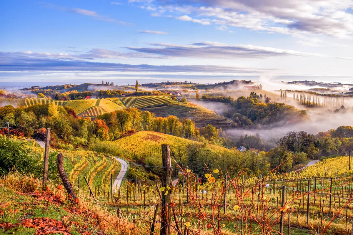 Scenic View Of Vineyard Against Sky, Ljutomer, Slovenia