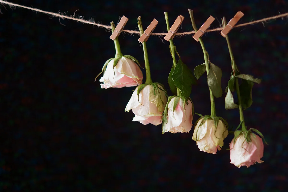 Roses drying individually on a line