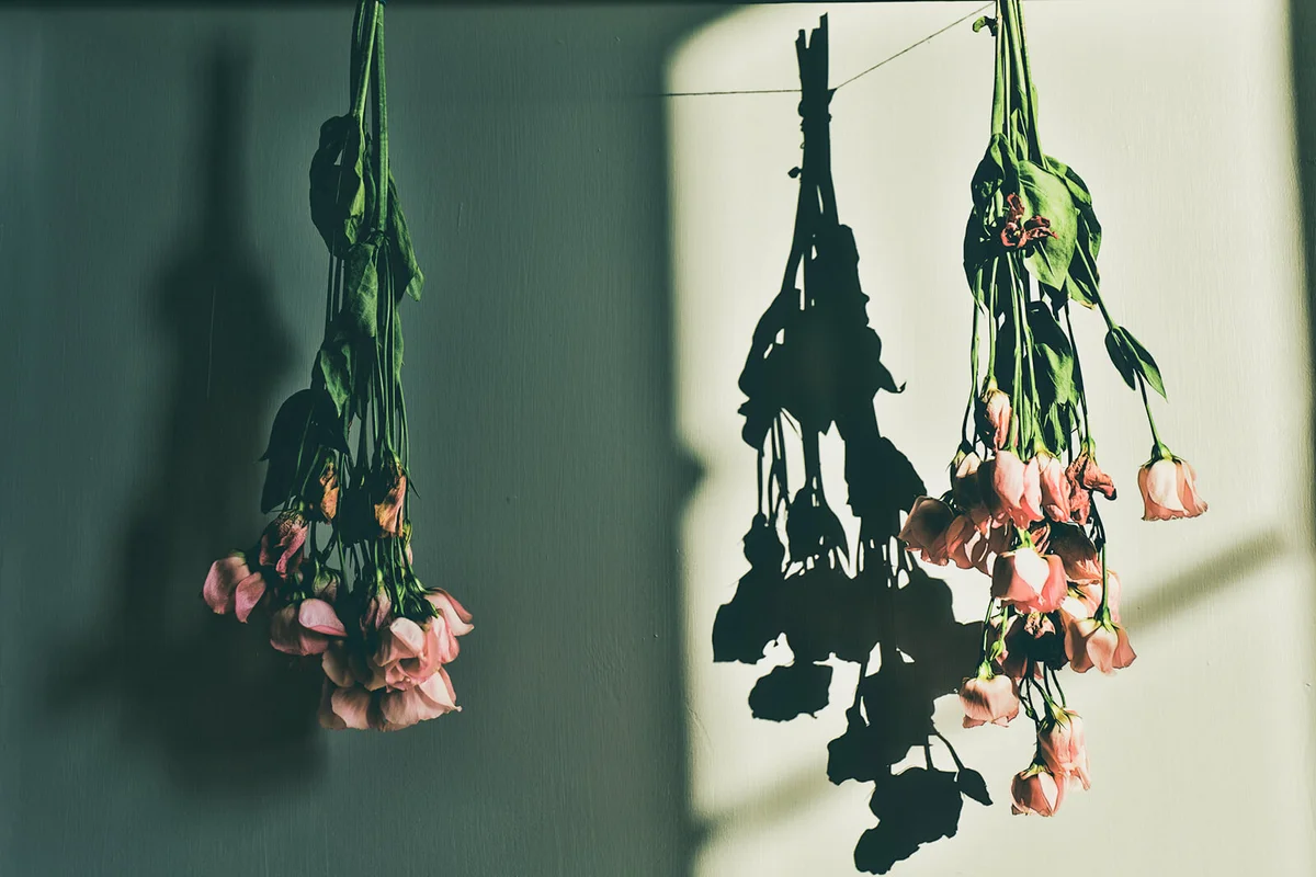Air-drying a bouquet of roses