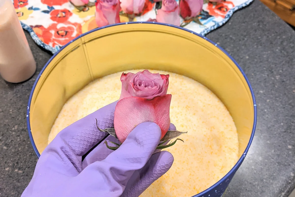 Single pink rosebud being preserved in silica gel