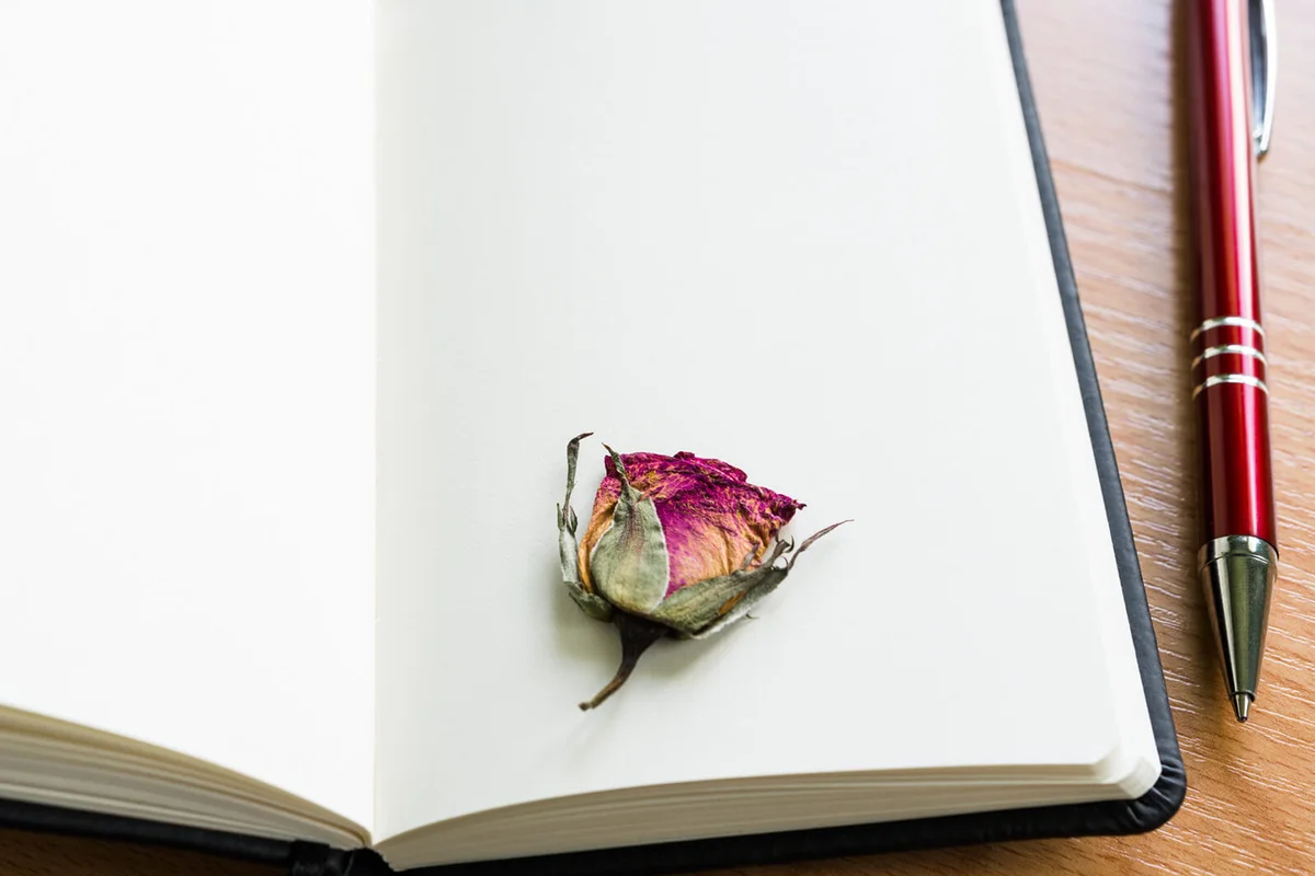 Single rose dried flat in a book