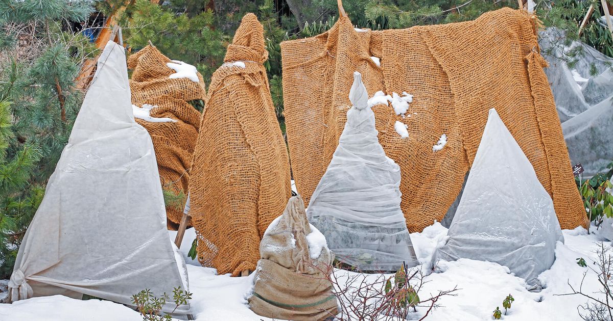 10 Tips for Covering Your Plants in Cold Weather