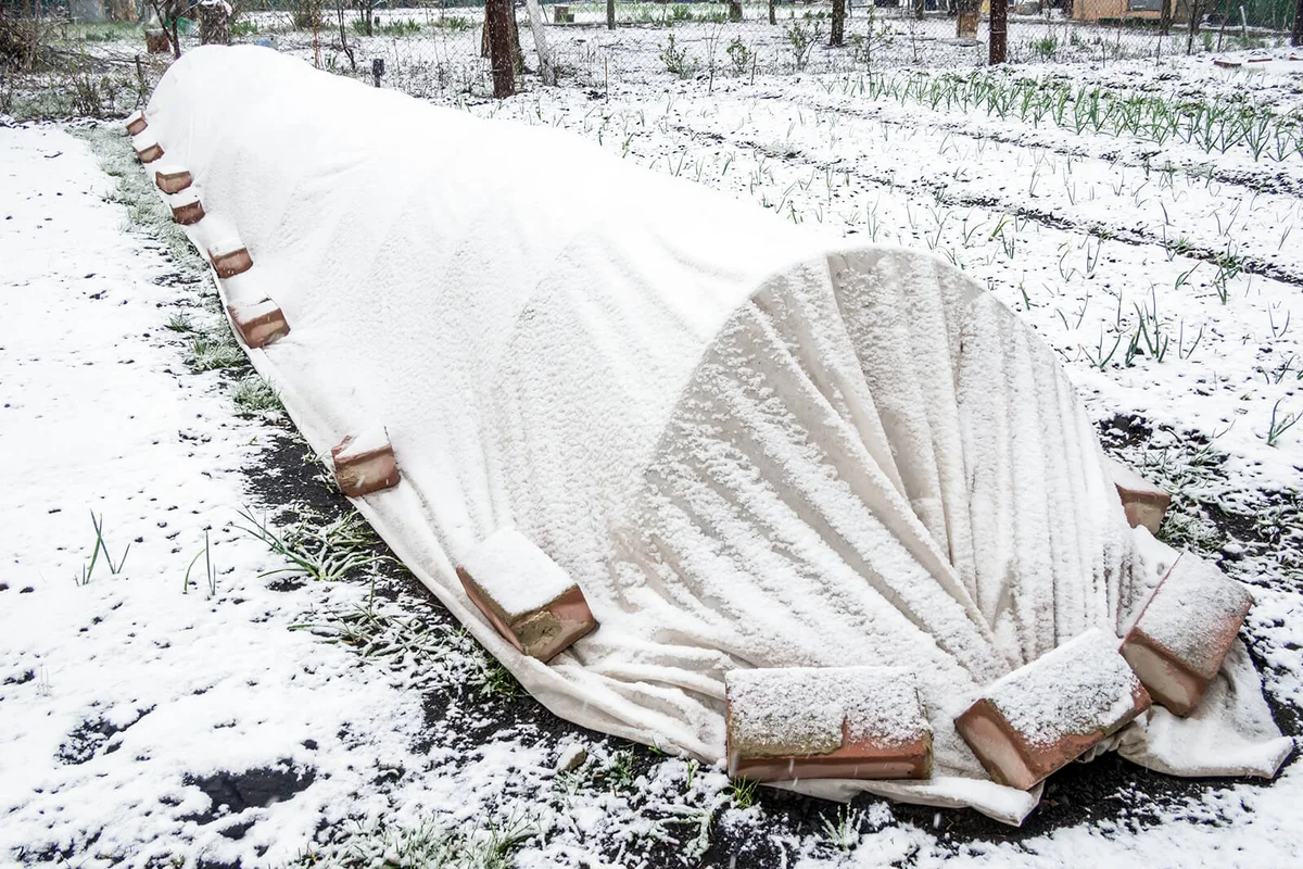 A small greenhouse protects plants during the spring frost