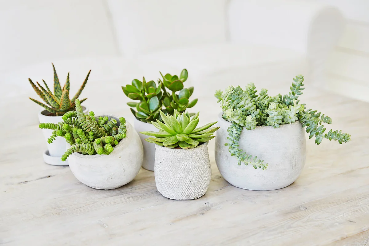 Group of succulents in concrete pots