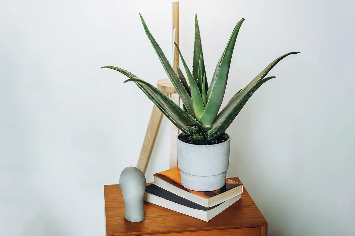 Aloe vera plant on a nightstand