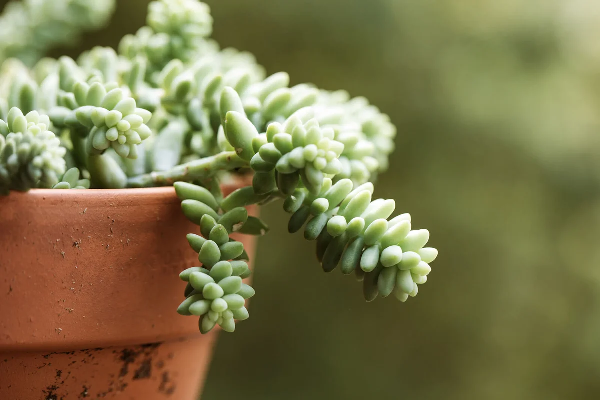 Burro tail succulent in clay pot