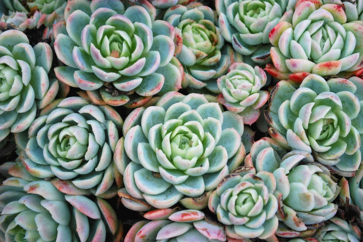 Hens and Chicks succulents