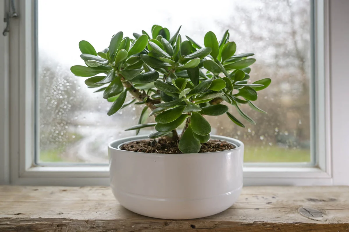 Jade tree on a windowsill