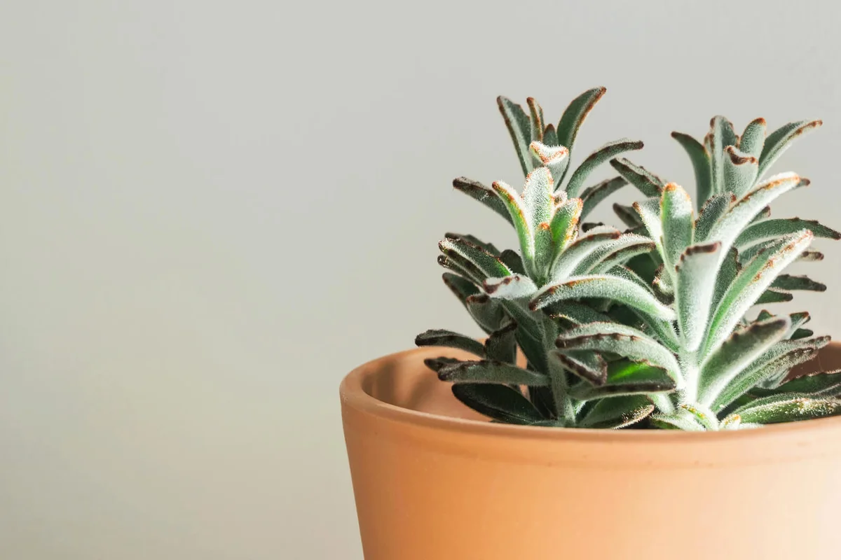 Panda plant in a clay pot
