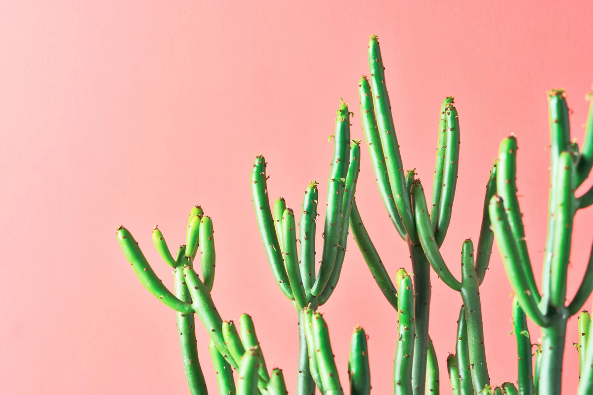 Closeup of a pencil cactus