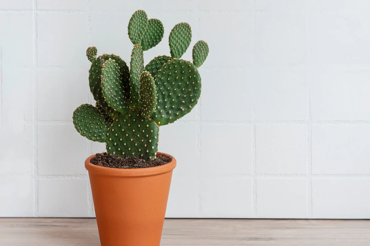 Prickly Pear cactus in a clay pot