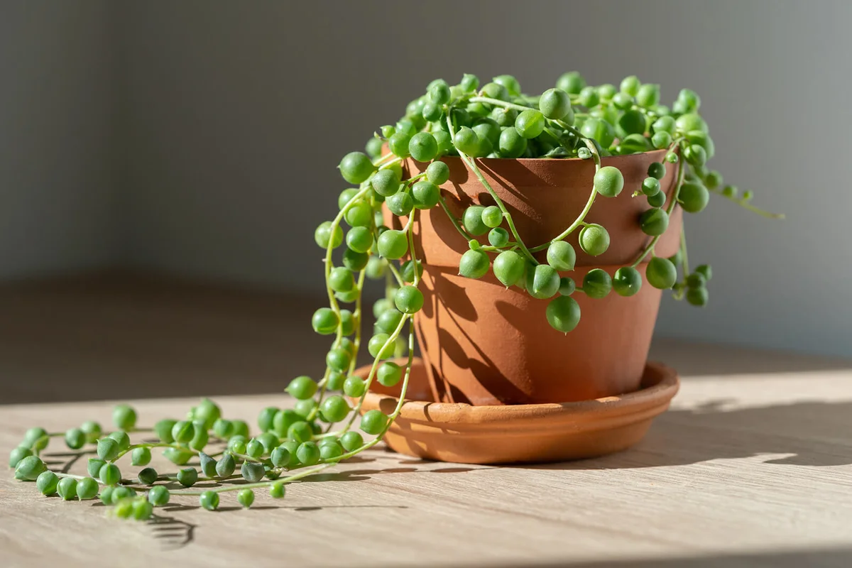 String of pearls succulent in clay pot
