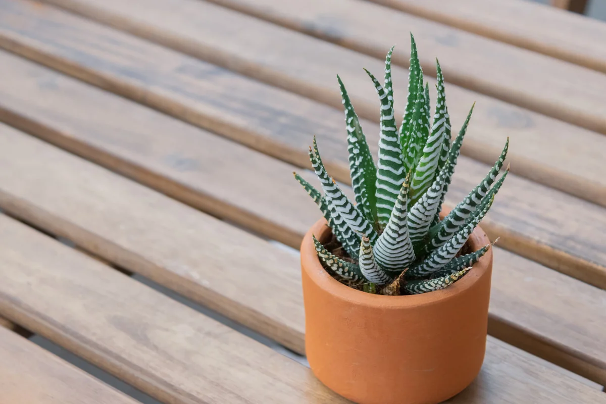Zebra haworthia in a clay pot