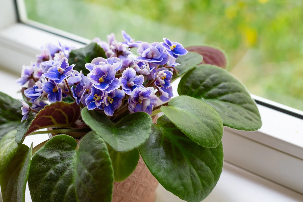 Blooming African Violet in a windowsill