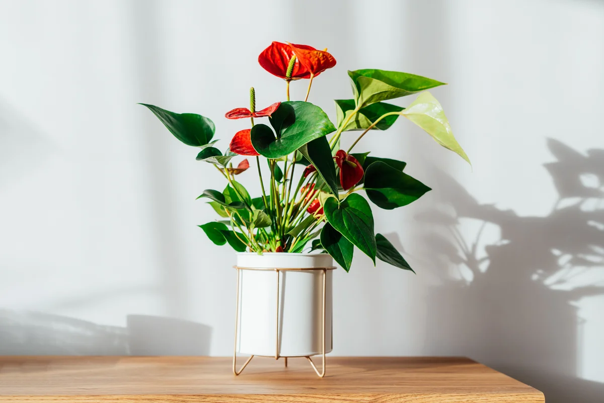 Colorful Houseplants