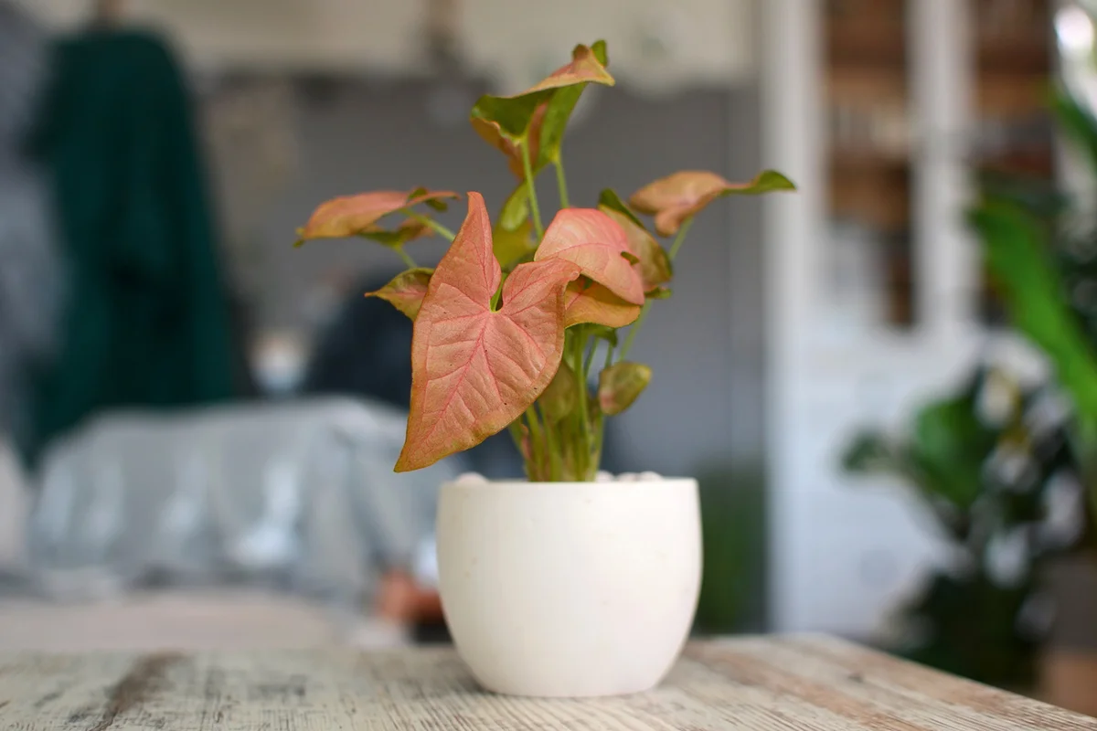 pink arrowhead vine plant