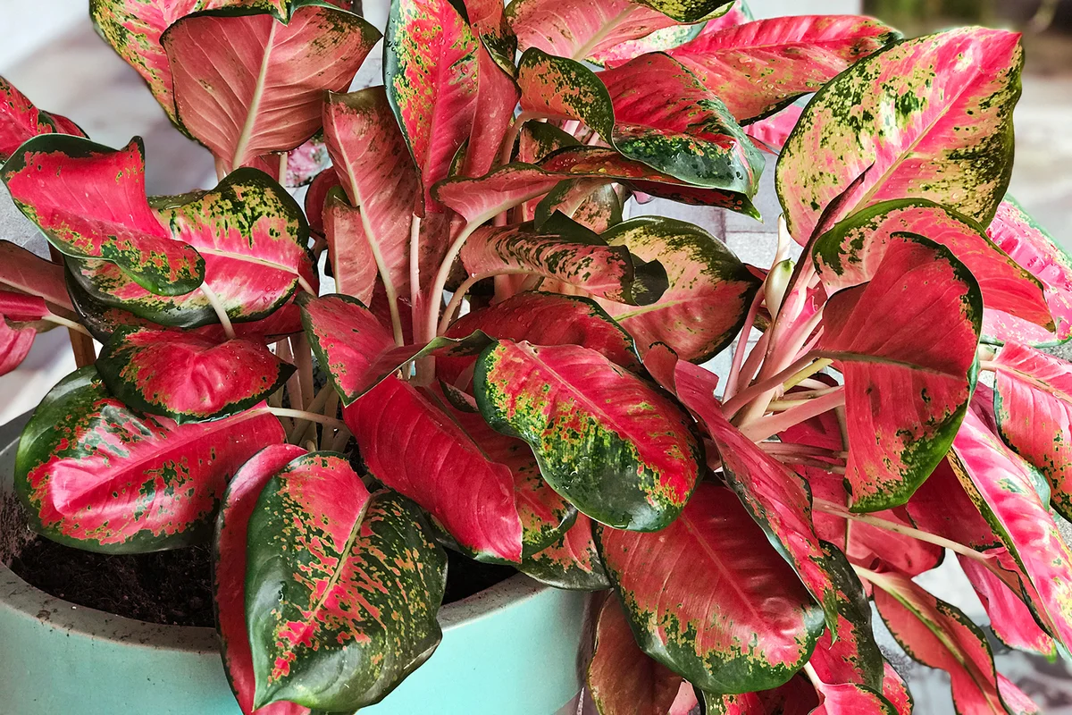 Chinese evergreen plant in a blue pot