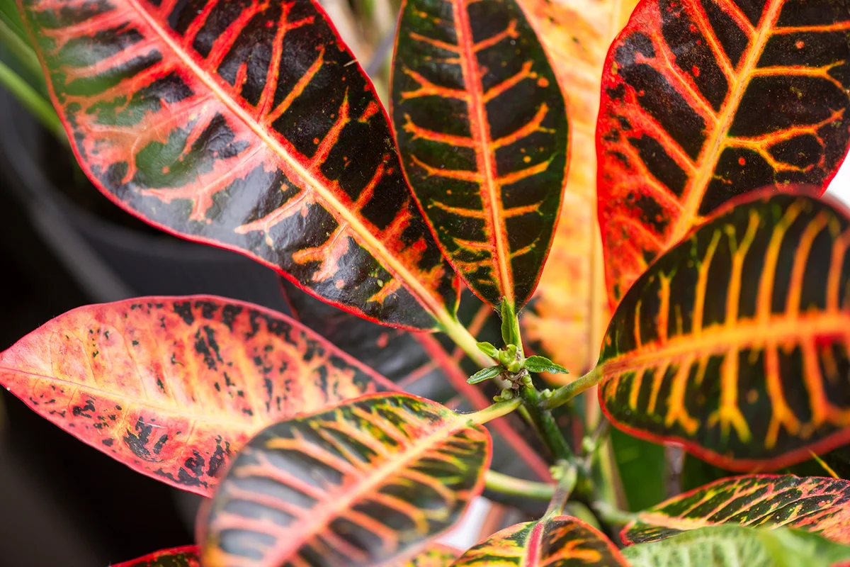 croton plant leaves
