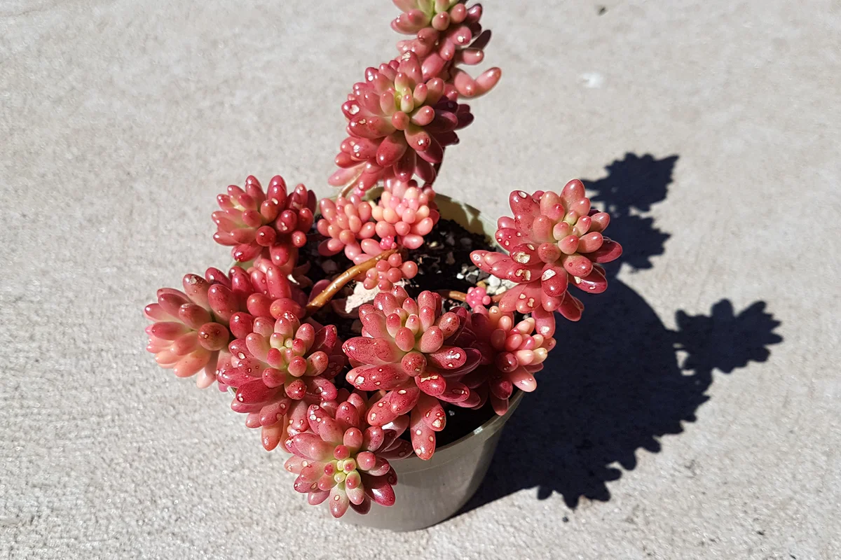 jelly bean succulent plant