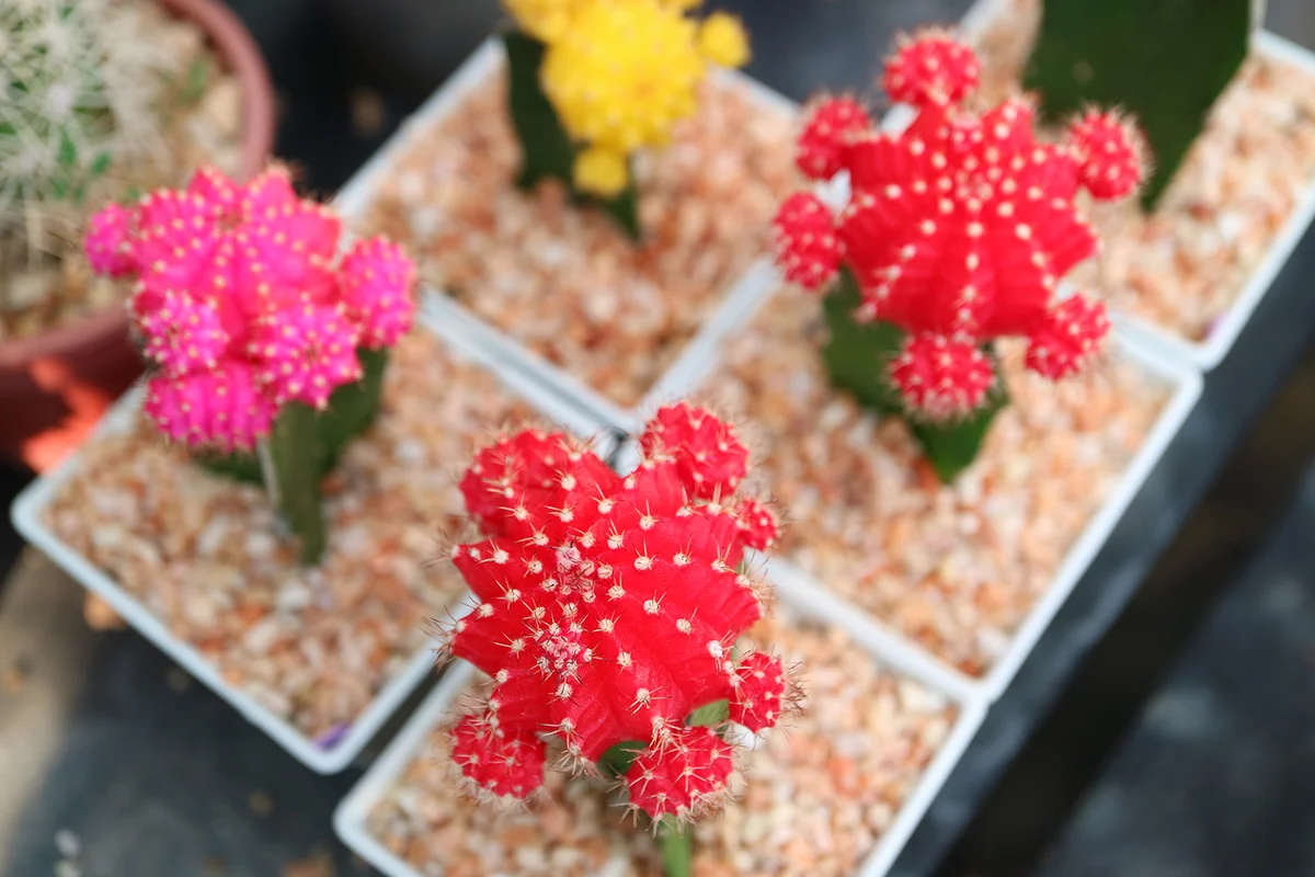 pink, yellow, and red moon cactus plants