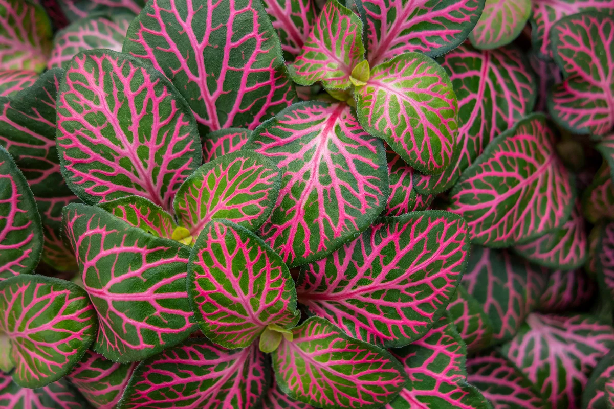 nerve plant with green and pink leaves