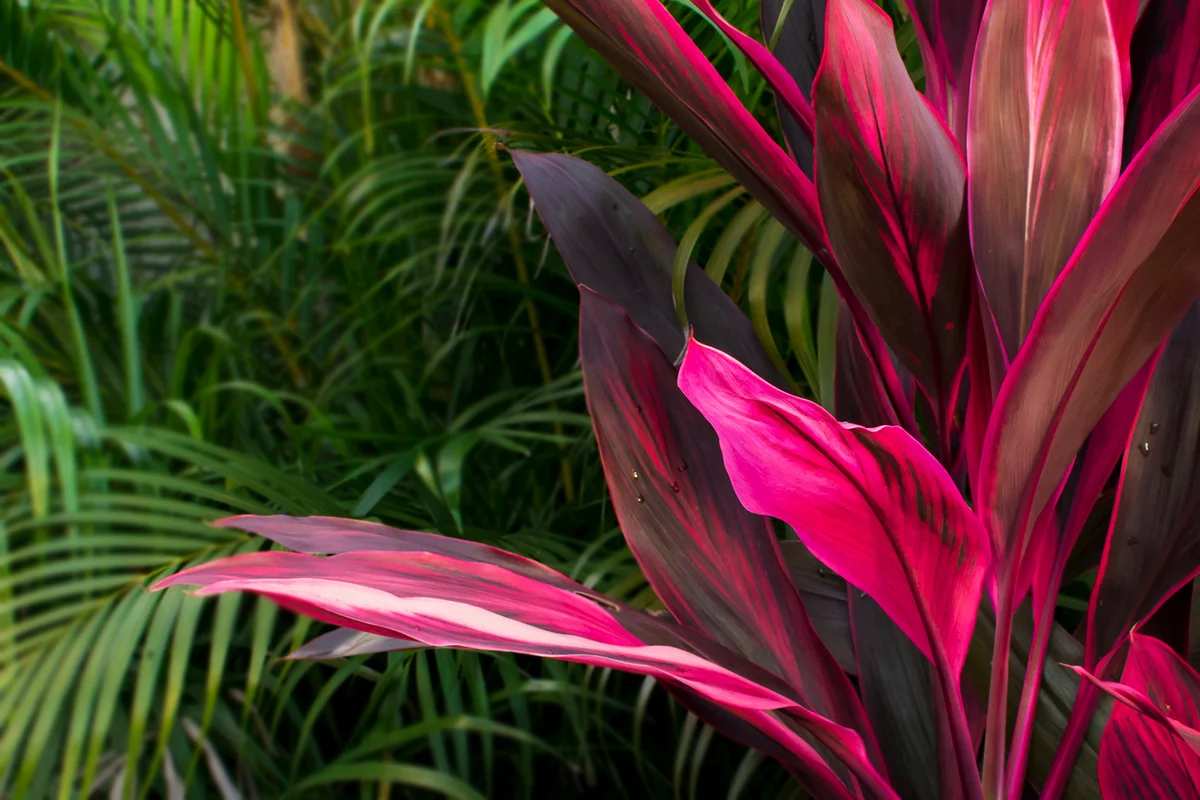 Ti plant in bright pink