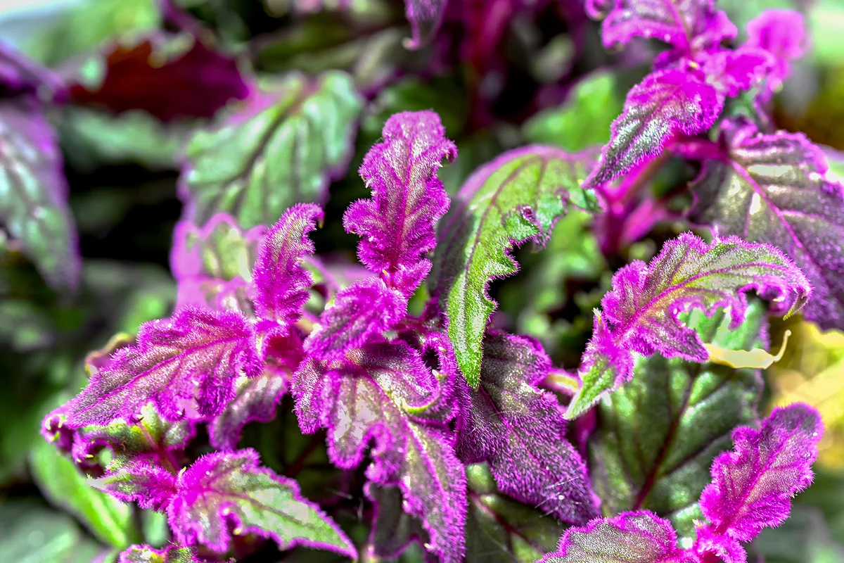 purple passion velvet plant