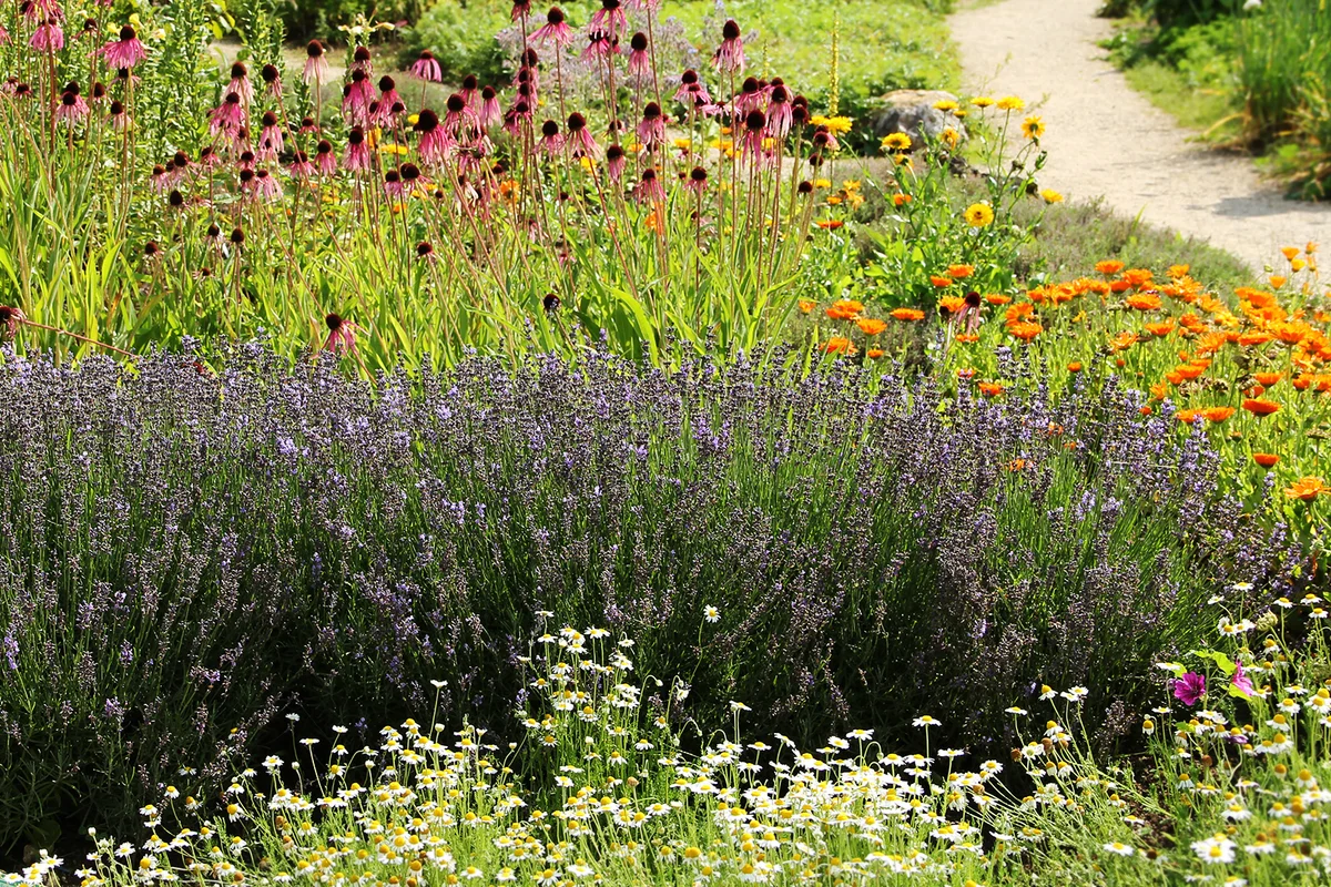 Tea Garden Plants