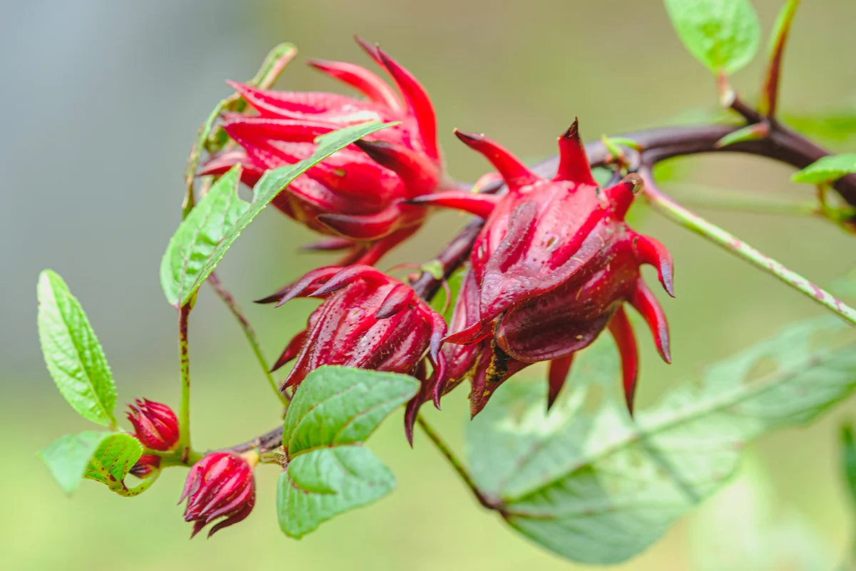 Close-Up Of Roselle Fruit On Tree