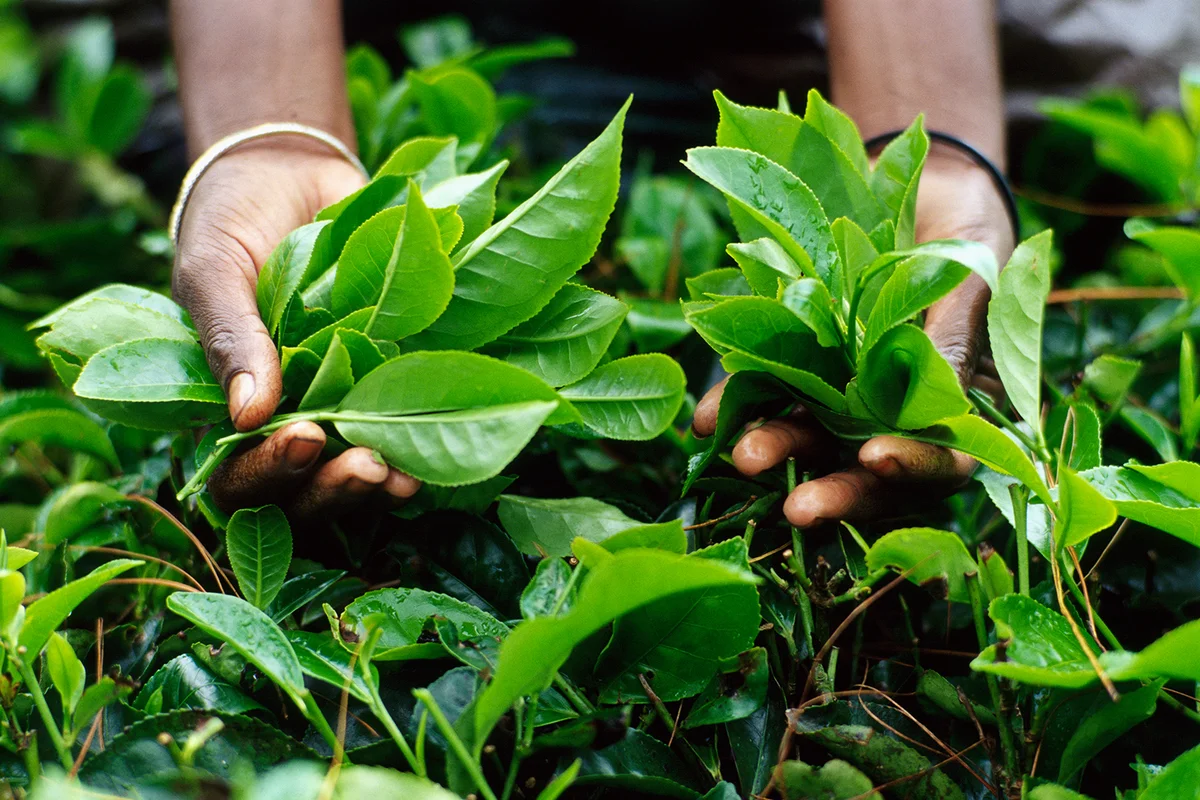 Tamil Woman Tea Picker holding Tea Leaves