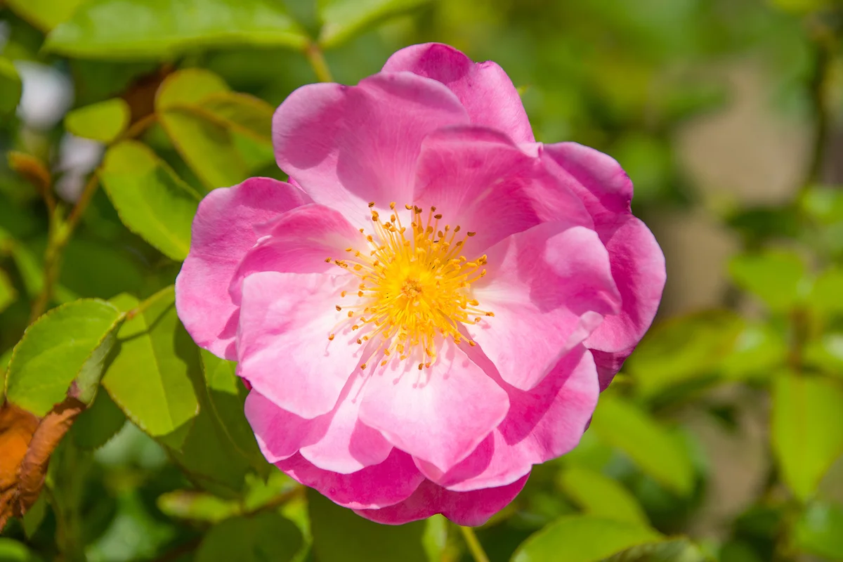 Pink Rose in bright sunlight on a green leaf background in summertime