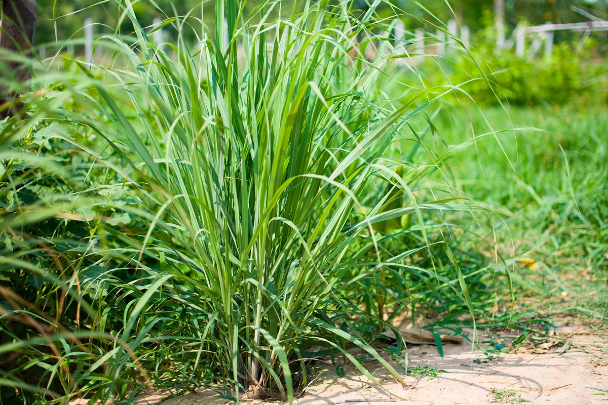 Lemongrass or Lapine or Lemon grass or West Indian or Cymbopogon citratus were planted on the ground