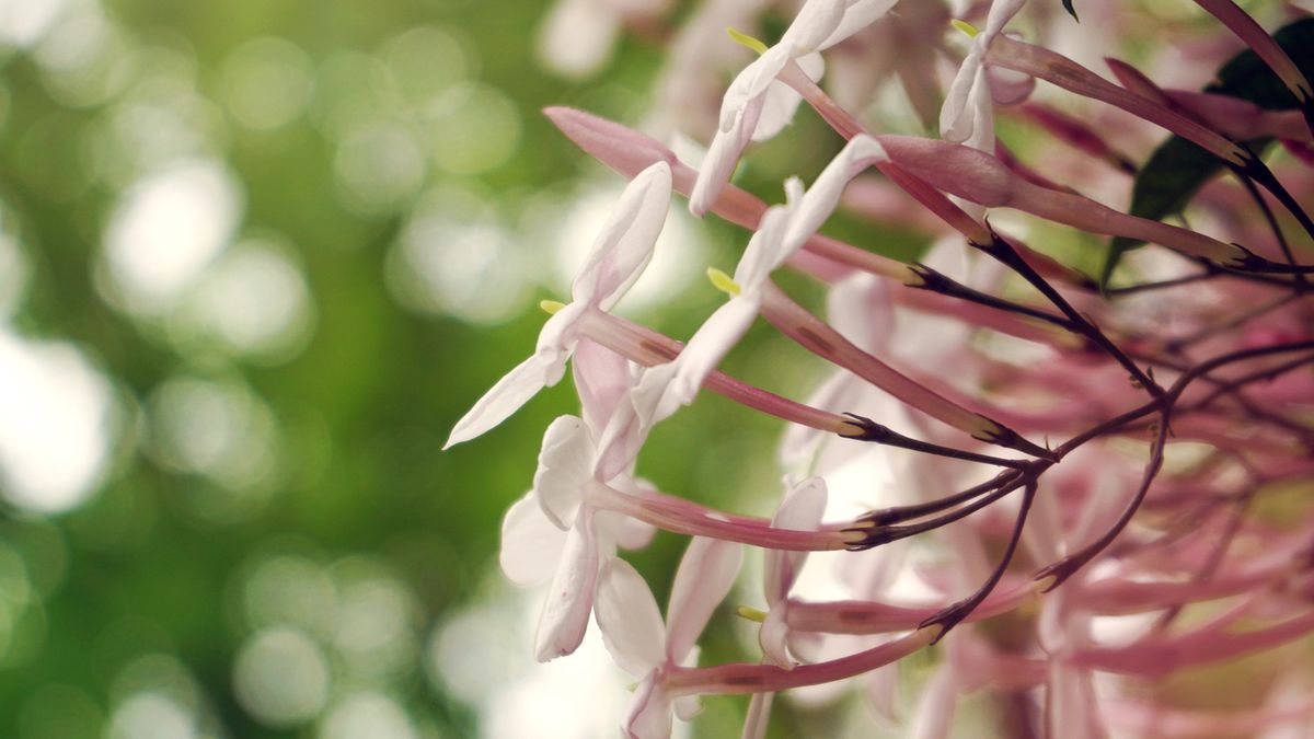 8 Fragrant Indoor Plants That Make Your Home Smell Great