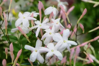 8 Fragrant Indoor Plants That Make Your Home Smell Great
