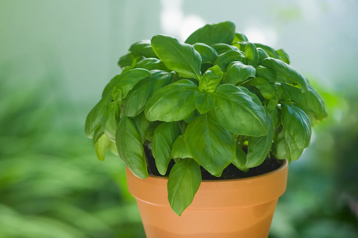 Basil in plantpot, close up