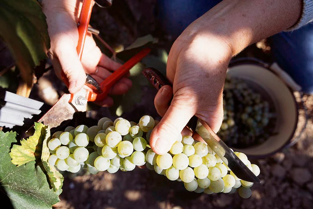 Wine grapes harvest in Tokaj wine region