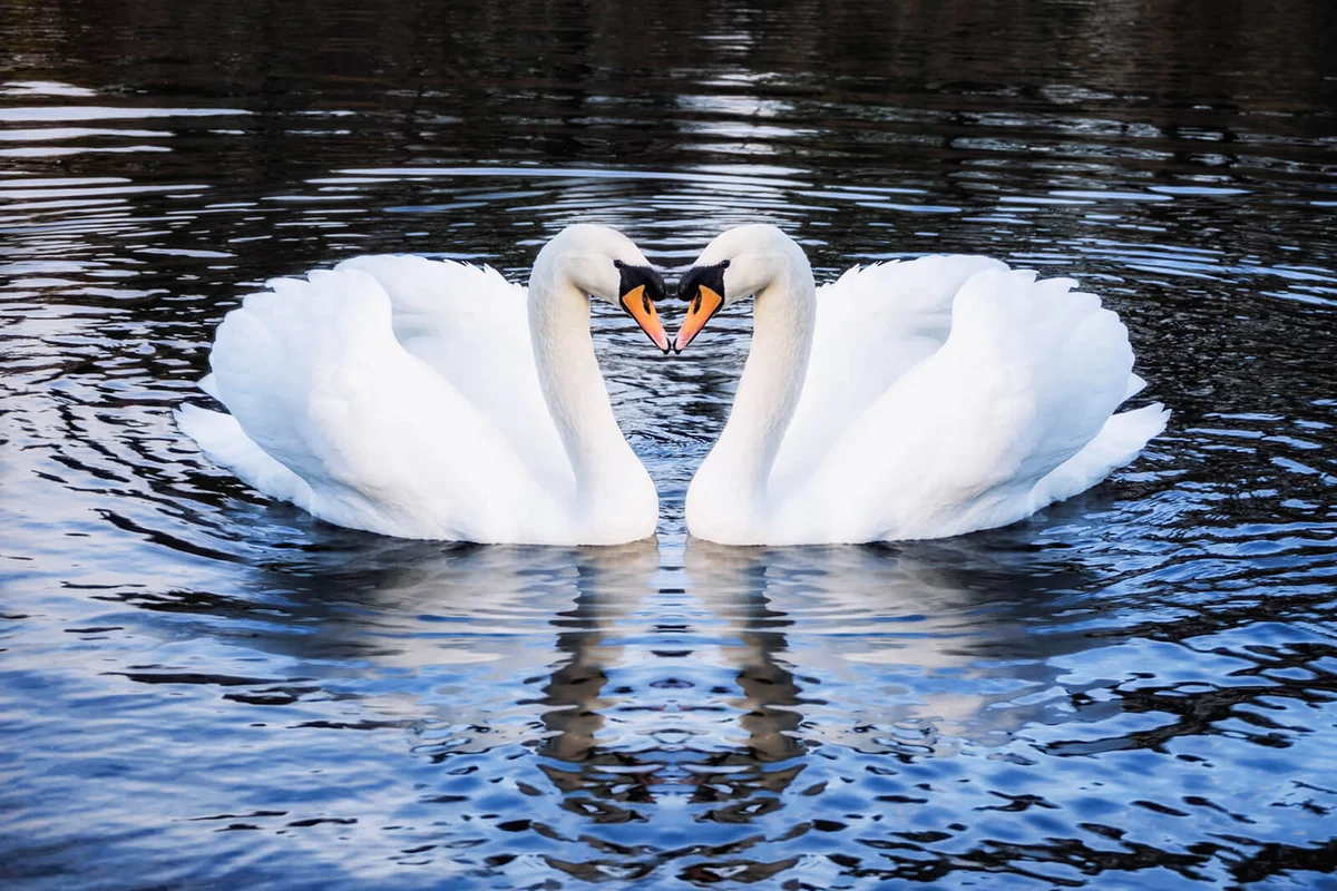 Romantic two swans on a lake